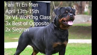 Rottweiler dog show (Von Ruelmann Rottweilers Fani Ti En Men)