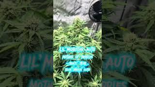 Mango Stick and Lil'MOBstar Autoflowers by Laughing Hyena Seeds