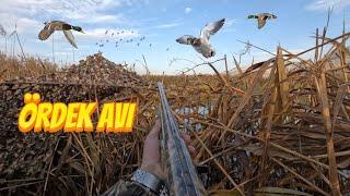 Ördek avı 2024-2025 av sezonu. Duck hunting. охота на уток. Sürü sürü yeşilbaş boz geldi.