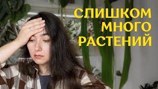 очередные ПЕРЕСТАНОВКИ на СТЕЛЛАЖЕ | новые ПОДСТАВКИ для РАСТЕНИЙ | НЕХВАТКА места и ПОЛИВ 