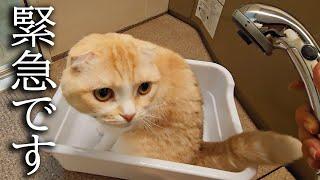 トイレ掃除中におしっこしたくなっちゃった猫がパニックに...