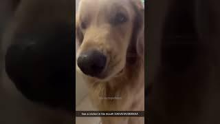 #dogs #pets #funny #fumnyvideos #foryou #Toxi