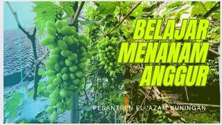 Belajar Menanam Anggur