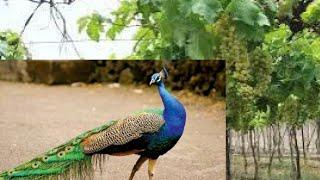 #peacock found vinery yard #birds  @birdbt  @justinbieber