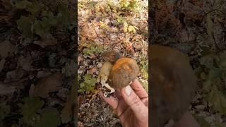 Boletus aereus,hajdinski vrganj#shorts #new #viral #foryou #nature #forest #steinpilze #mushroom