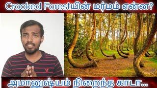 Crooked Forest Mysteri in tamil/Pine trees/Poland Mysteri.