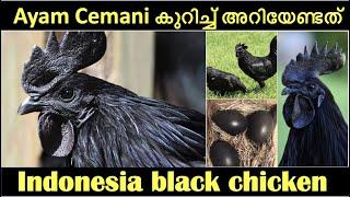 അയാം സെമനി എന്ന കറുകറുത്ത കോഴി | Ayam Cemani chicken | Indonesia black chicken