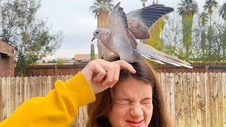 Dove Comes To Visit The Family That Rescued Her Every Day | The Dodo Wild Hearts