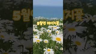 5월에 꼭 가야해!!  | 바다보면서 꽃놀이  | 마음에 들면 구독 #부안여행 #변산여행 #데이지꽃 #샤스타데이지 #5월 #가볼만한곳 #여행지추천