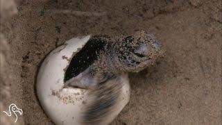 Welcome to the World, Baby Sea Turtle