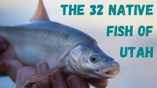 The 32 Native Fish Species Of Utah