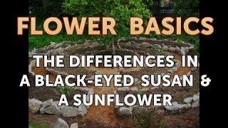 The Differences in a Black-Eyed Susan & a Sunflower