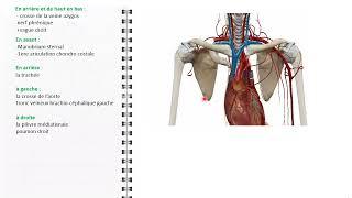 ANATOMIE FMPM  LA VEINE CAVE SUPERIEURE