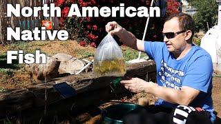 New Native Fish - Jonah's Aquarium Unboxing