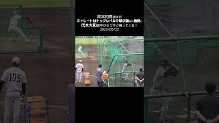 【巨人】岡本和真選手絶賛の代木大和選手がもうすぐ帰ってくる！ #shorts #baseball #sports #ジャイアンツ #巨人 #プロ野球