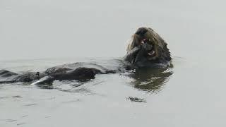 Sea Otter at Moss Landing, 08/29/23