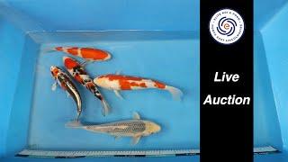 Elite Koi's Japanese Koi Auction Livestream Event Bid on Stunning Varieties from Home!