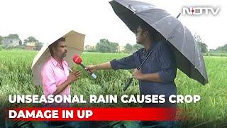 Heavy Rain Damages Crops In Uttar Pradesh