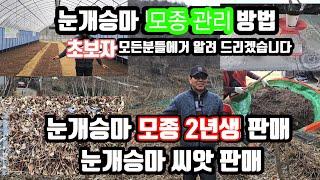 한번 심어 평생동안 따먹을 수 있는 고급산채 눈개승마입니다.   친환경.눈개승마모종 판매 재배방법 .귀농귀촌. 맛도 좋고 건강에좋은 최고의 산나물(눈개승마 모종 2년생과 씨앗판매)
