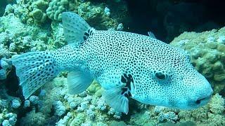 Starry puffer (Arothron stellatus) stellate pufferfish, starry toadfish (4K)