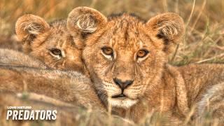 Leo's Journey: A Young Lion's Quest for Power | Lion Brothers: Cubs to Kings