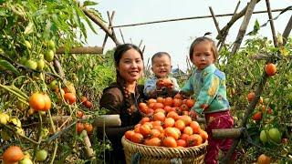 Harvesting tomatoes from the garden to sell at the market - cooking with my young son