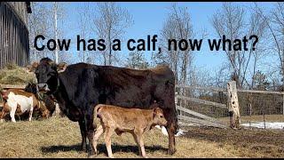 My cow had a calf, now what?!