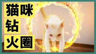 【猫咪训练】五分钟教猫咪钻火圈（不是）