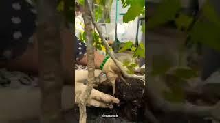 How To Cultivate A Grapes | Grapes Cultivation Video #shorts