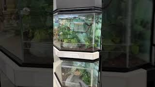 Someone needs a remedial course on chameleons!! #chameleon