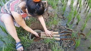 VN Daily - Beatiful girl The Eels Trap with Bamboo Tube in Vietnam | Vietnam Traditional Eel