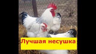 Суссекс мясояичная порода кур. Лучшая несушка (Sussex Chickens)