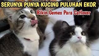 SERUNYA PUNYA KUCING PULUHAN EKOR YANG GEMOI LUCU BIKIN GEMES DAN IRI CATLOVER