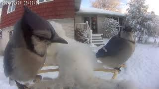 Huge Snow Day! - Daily Birdwatching - Netvue Birdfy Birdfeeder Cam - December 21, 2024