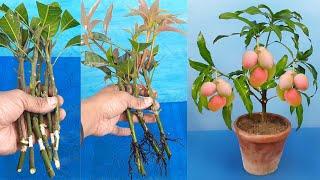 How to grow mango tree from cutting 100 %success