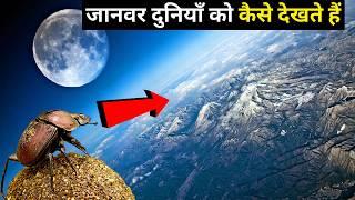 जानवरों को दुनियाँ कैसी दिखाई देती है? | How Animals See The World | Shyam Tomar