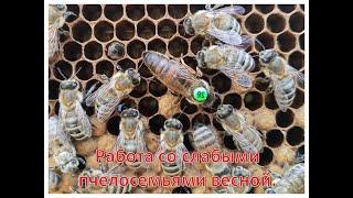 Работа со слабыми пчелосемьями весной