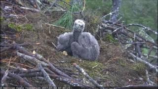 AEF-NEFL Eagle Cam_1.07.2017_ 0740_NE16-NE17 being cute