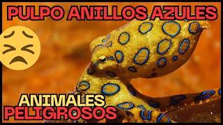 Animales Peligrosos Pulpo Anillos Azules  #peligrodeextincion #noticias #pulpo