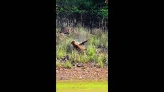 兩只老虎的激烈打鬥The fierce fight between two tigers