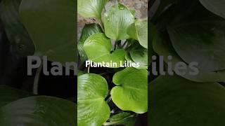 Plantain Lilies #shorts #youtubeshorts #plants