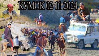 Бузкашии д Кумок 02 11 2024 ш Панчакент UMED VIDEO