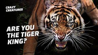 Can You Ace This Tiger Trivia Quiz?