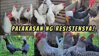 Breed na may pinakamalakas na resistensya!