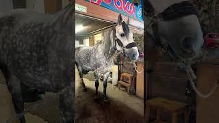 Царь и Султан жизни моей#youtubeshorts #horse #лошади #рекомендации #юмор #рысак