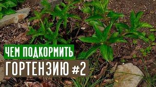 Любимые органические подкормки гортензии / Садовый гид