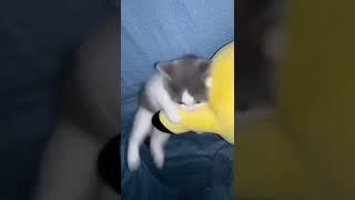 gatito arrancando la moto