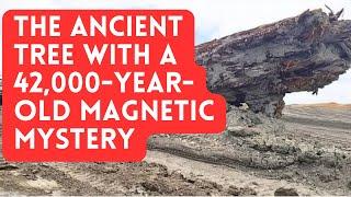 The Ancient Tree with a 42,000-Year-Old Magnetic Mystery #history #mystery #tree