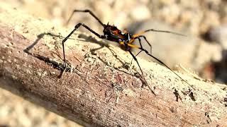 FREEDIO: "spider" royalty free HD stock video footage