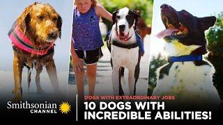 10 Dogs w/ Incredible Abilities!  Dogs With Extraordinary Jobs | Smithsonian Channel